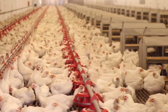 Η Δανία θανατώνει 25.000 κοτόπουλα λόγω κρουσμάτων γρίπης των πτηνών