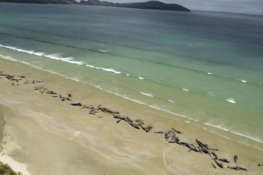 Νέα Ζηλανδία: Δεκάδες φάλαινες νεκρές στις ακτές των νήσων Κάθαμ