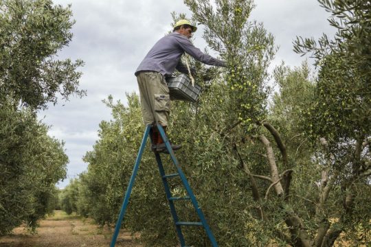 Επιτρέπονται οι μετακινήσεις για τη συγκομιδή της ελιάς