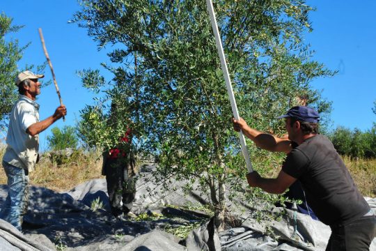 Πώς θα δικαιολογείται η μετάβαση σε άλλο νομό για τις ελιές