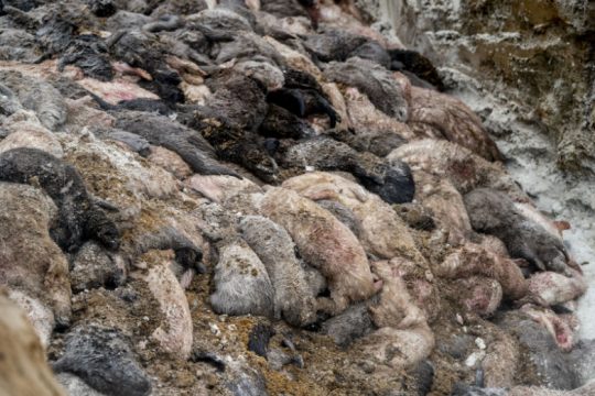 Δανία: Σε προληπτική σφαγή οδηγούνται 15 εκατ. μινκς λόγω κορονοϊού