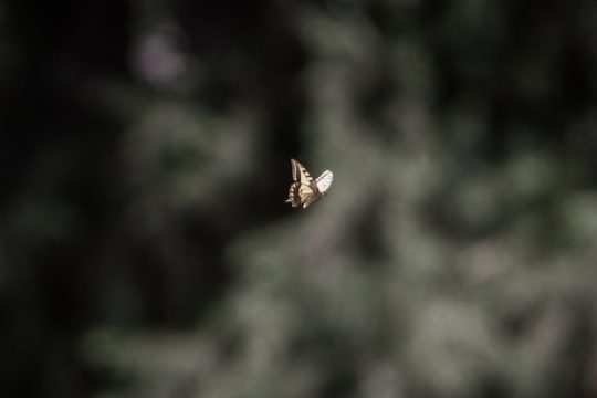 Το πέταγμα μιας πεταλούδας