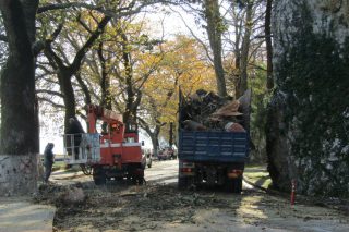 Τα πλατάνια θυσιάζονται για να σωθούν οι σύντροφοί τους