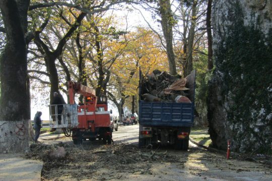 Τα πλατάνια θυσιάζονται για να σωθούν οι σύντροφοί τους