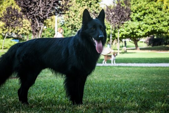 Αυτοκίνητο τραυμάτισε σκύλο: η δίκη