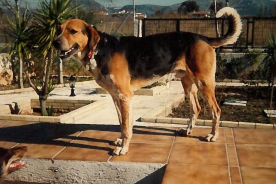 Αυτός φταίει που αγάπησα τους σκύλους