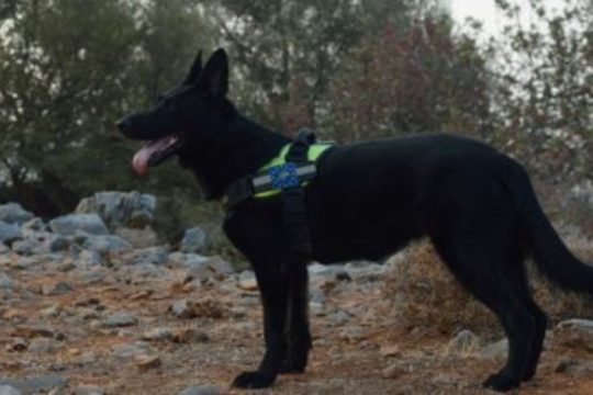 Κρήτη: Ειδική ομάδα σκύλων εντοπίζει δηλητηριασμένα δολώματα