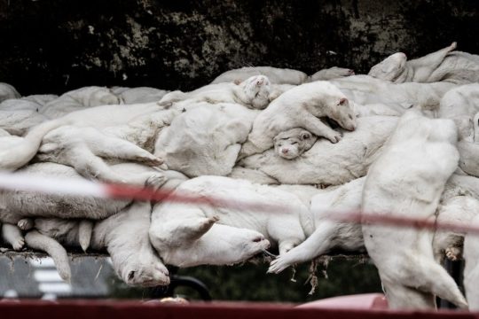 Δανία: 15 εκατομμύρια βιζόν θα θανατωθούν, ενώ «μπαίνει λουκέτο» στη Β. Δανία