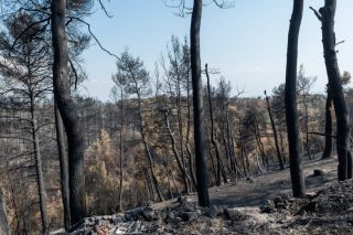 «Χρυσές» αναδασώσεις σε δεκατρείς περιοχές