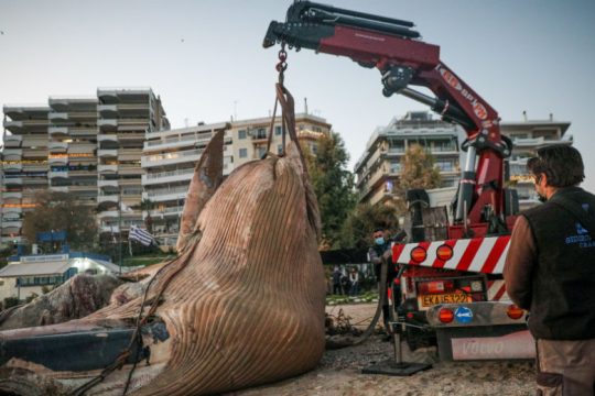Νεκρή φάλαινα ξεβράστηκε στην ακτή της Φρεατύδας 