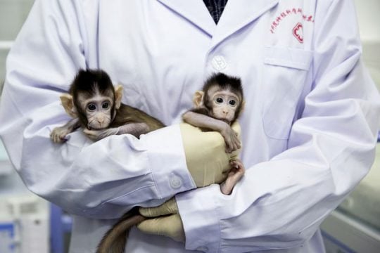 Guardian: Η NASA θανάτωσε 27 μαϊμούδες, αντί να τις στείλει σε καταφύγιο