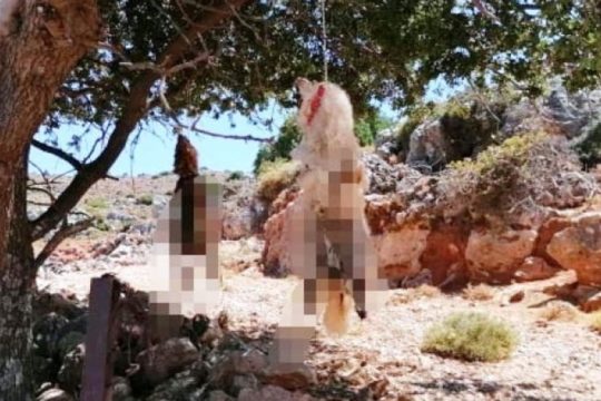 Βρέθηκε ο δράστης που κρέμασε τα δυο σκυλιά το καλοκαίρι στα Χανιά