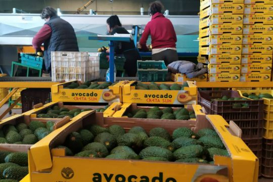 Χανιά: Συνελήφθη άνδρας που έκλεβε αβοκάντο και τα πουλούσε στο διαδίκτυο