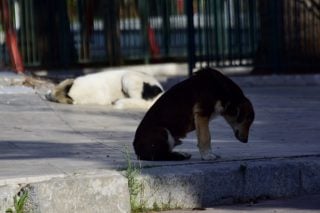 Σε έξωση οδηγεί ο Δήμος Ν. Φιλαδέλφειας τον Φιλοζωικό Σύλλογο