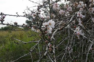 Η τελευταία άνοιξη