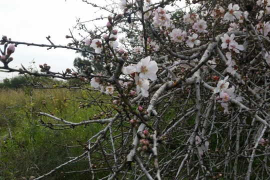 Η τελευταία άνοιξη