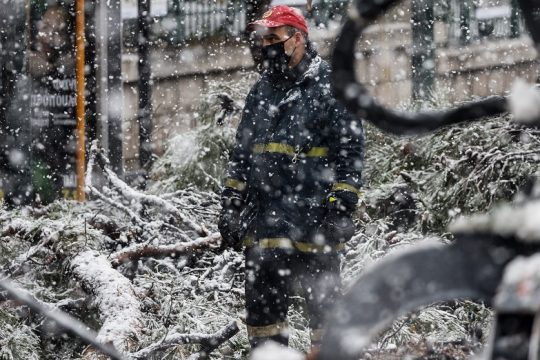 Τα δέντρα, ο Βορίδης, ο Χρυσοχοΐδης