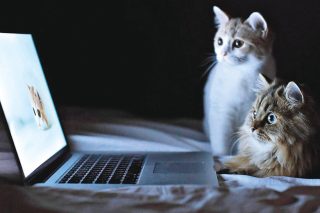 Facebook: ζώο απολίτικο