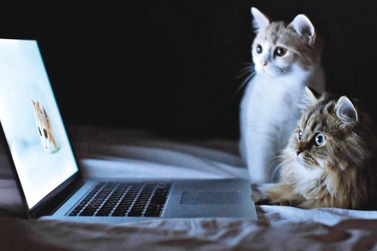 Facebook: ζώο απολίτικο