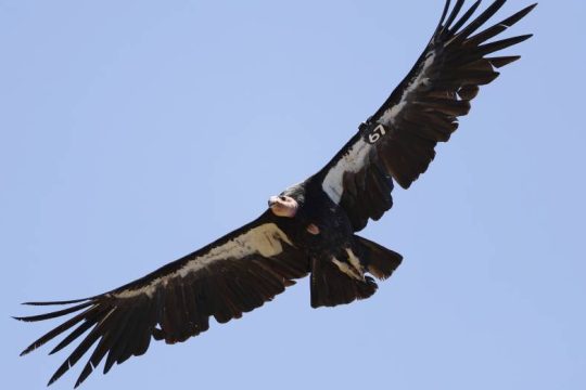 Έρευνα για δεκάδες νεκρούς κόνδορες στη Βολιβία