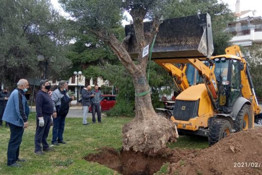 Ολοκλήρωση 2ης φάσης προγράμματος μεταφύτευσης ελαιόδεντρων από την ΕΡΓΟΣΕ