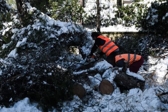 Η μορφή του χιονιού και η πτώση των δένδρων