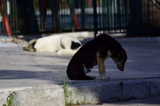 Πρόστιμα για άσκοπη μετακίνηση σε πολίτες που πήγαν να καταγγείλουν κακοποίηση ζώου