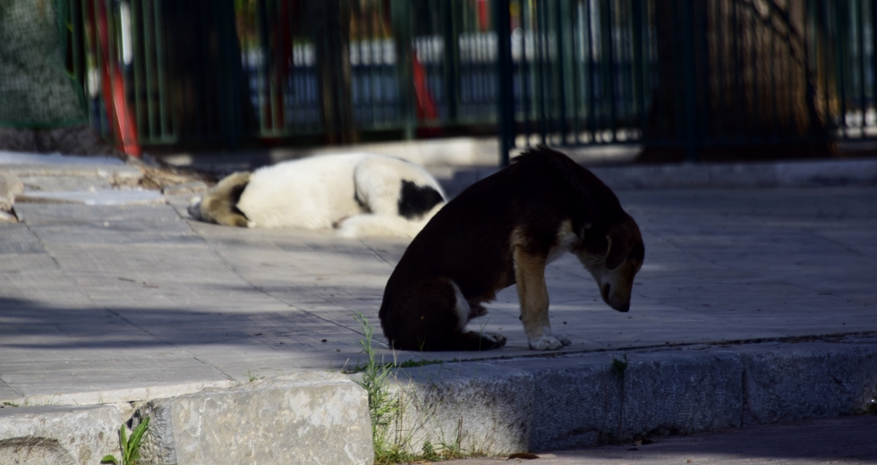 Πρόστιμα για άσκοπη μετακίνηση σε πολίτες που πήγαν να καταγγείλουν κακοποίηση ζώου