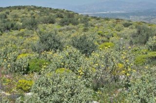 Ετοιμάζουν προσφυγή για τους ασπάλαθους