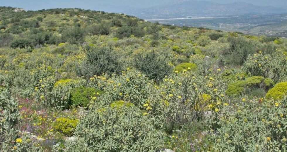 «Περπατώ-περπατώ εις το δάσος… όταν το… δάσος δεν είναι εδώ»