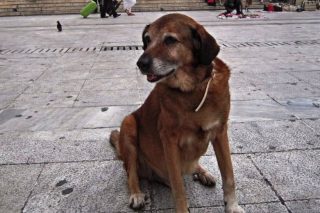 Αδέσποτα ζώα και δεσποζόμενοι άνθρωποι