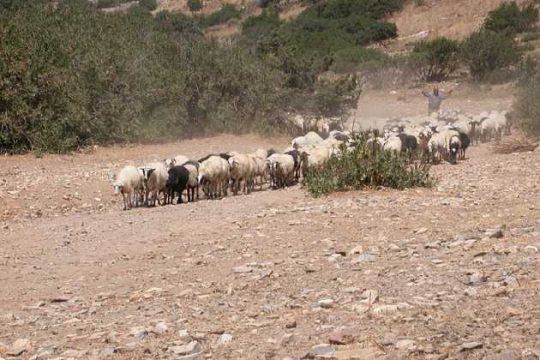 Ρέθυμνο: Συνελήφθησαν πατέρας και γιος για υπόθεση ζωοκτονίας