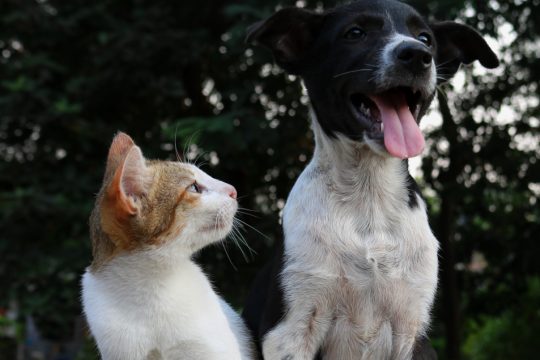«Όχι στην προστασία συμφερόντων και κυκλωμάτων» από 143 φιλοζωικούς φορείς