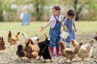 Διέξοδος στην καραντίνα με δύο… κότες
