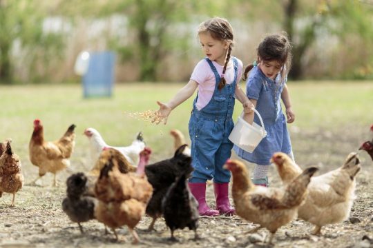 Διέξοδος στην καραντίνα με δύο… κότες