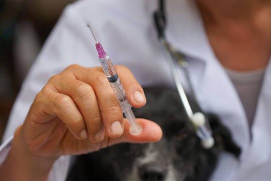 Στη Ρωσία ξεκίνησε ο εμβολιασμός των ζώων κατά του κορονοϊού