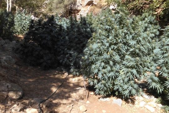 Κρήτη: Μία σύλληψη για ναρκωτικά – Εντοπίστηκε νέα φυτεία κάνναβης
