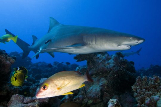 Η ανισότητα ενισχύει το εμπόριο άγριας πανίδας