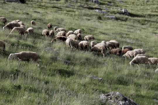Πρόβατα σκοτώθηκαν από ρίψη βλήματος του στρατού σε βοσκότοπο