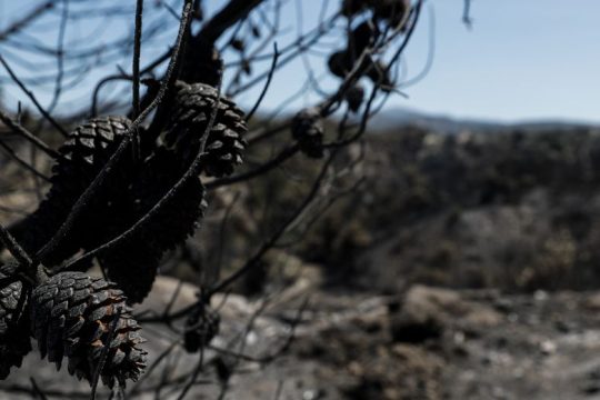 Στάχτη και… αντιπυρικός σχεδιασμός