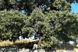 Η βαλανίδα