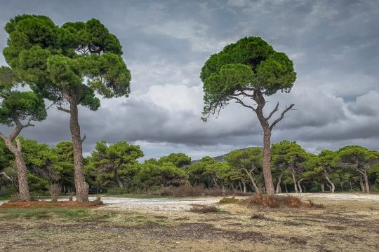 Κικέρων: Inter arma silent leges. Ανάμεσα στα όπλα οι νόμοι είναι ανίσχυροι