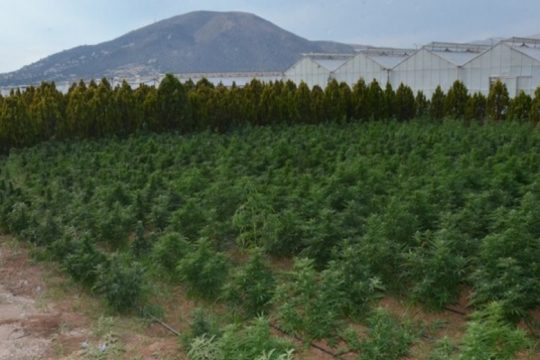 Εξαρθρώθηκε σπείρα με χιλιάδες δενδρύλλια κάνναβης – Συλλήψεις και στο Ηράκλειο