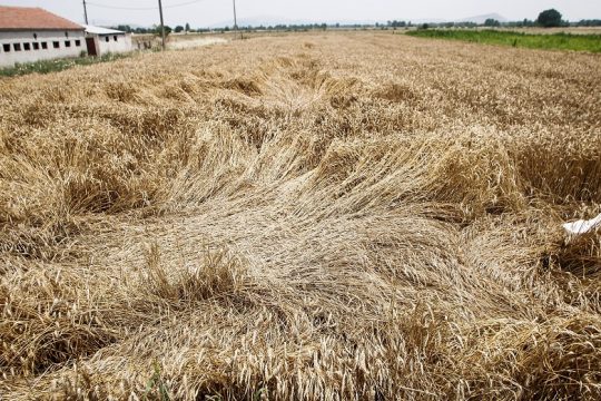 Σοβαρή καταστροφή αγροτικής παραγωγής σε Καρδίτσα και Τρίκαλα