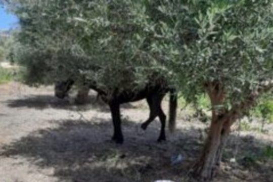 Ηράκλειο: Σύλληψη ενός ανδρα και πρόστιμο 30.000 ευρώ για κακοποίηση αλόγου