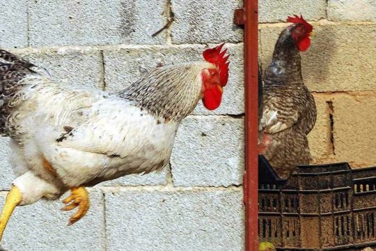 Δουλειές με φούντες
