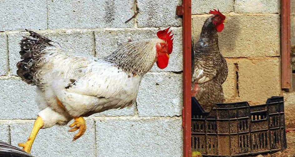 Δουλειές με φούντες