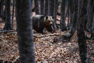 Πυρ και μανία στο Νυμφαίο για την αβάντα στα αιολικά