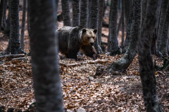 Πυρ και μανία στο Νυμφαίο για την αβάντα στα αιολικά
