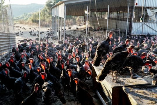 Κέντρο διασποράς του ιού η Μανωλάδα της Πιερίας